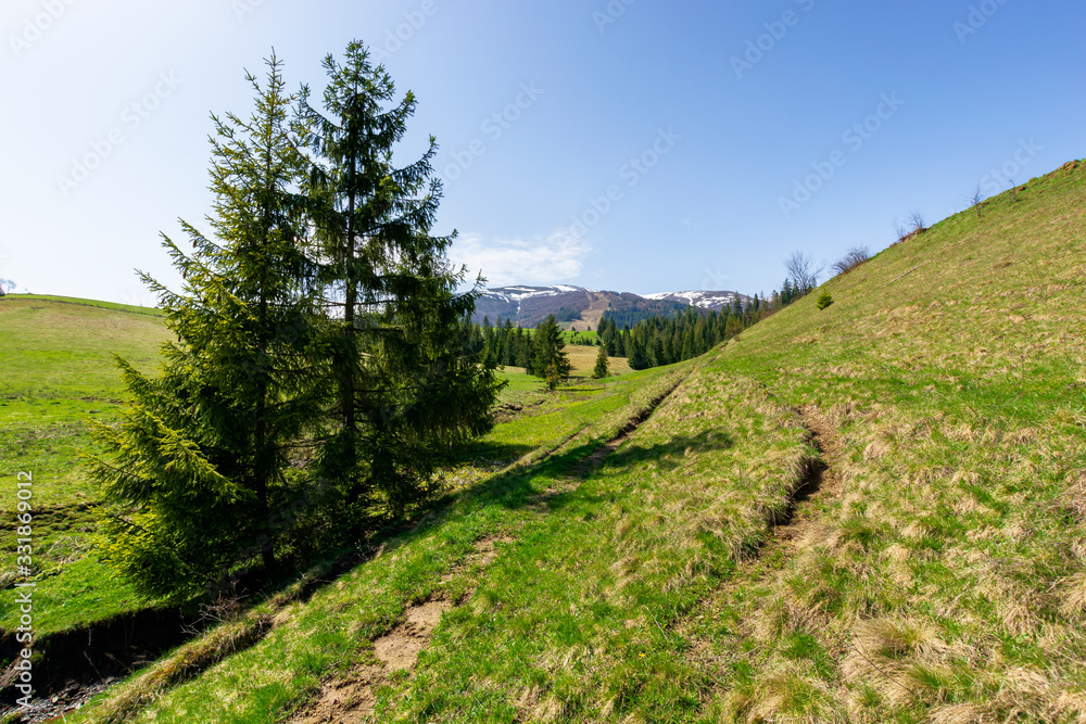 valley of borzhava mountain ridge in springtime. small brook among spruce trees on the green grassy meadow. wonderful countryside on a bright sunny day. snow on the summits valley of borzhava mountain ridge in springtime. small brook among spruce trees on the green grassy meadow. wonderful countryside on a bright sunny day. snow on the summits
