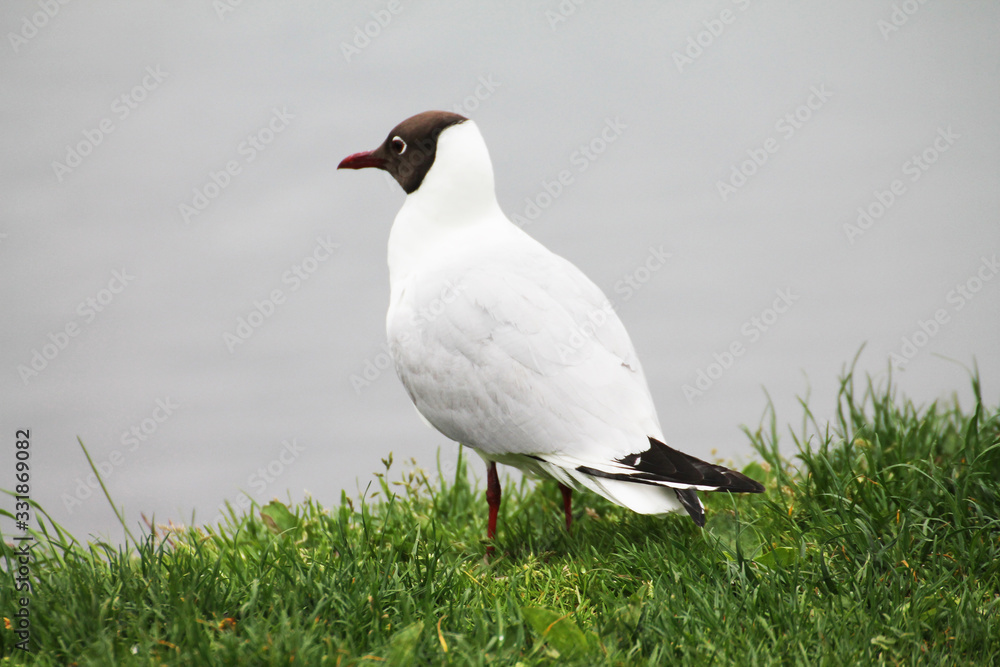 A beautiful gull gazes at the ducks on the lake. A beautiful gull gazes at the ducks on the lake.