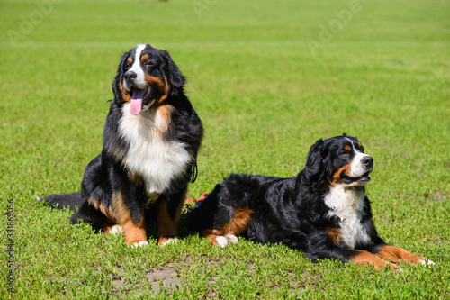 Two Berner Sennenhund on background of green spring grass, one sits, second lies