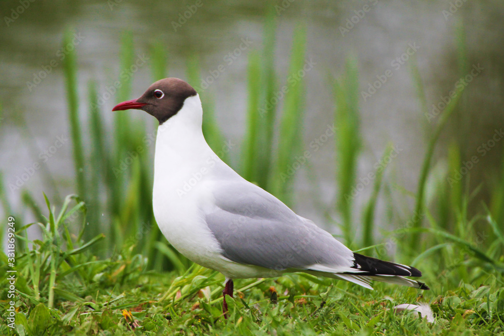 Beautiful gull resting on the green grass. Beautiful gull resting on the green grass.