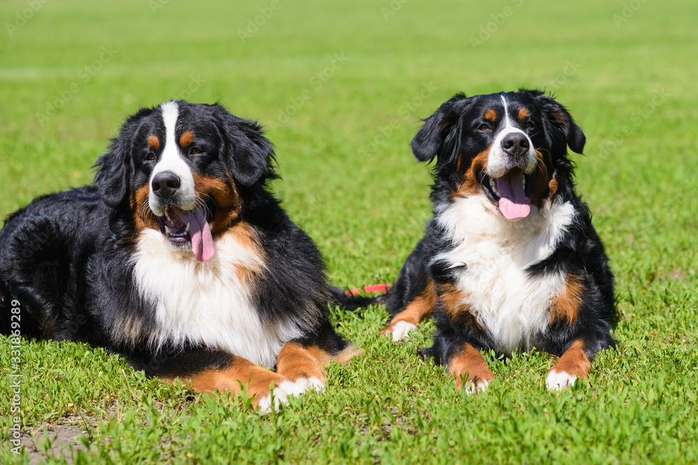 Portrait of two large luxurious well-groomed Berner Sennenhund dogs lying on field of green spring grass on sunny day
