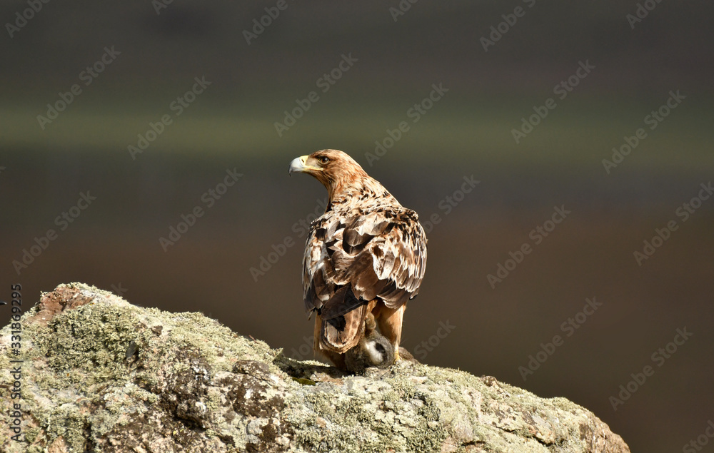 Fototapeta premium aguila imperial