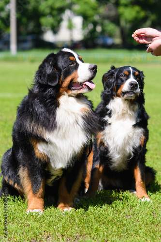 Fototapeta Naklejka Na Ścianę i Meble -  Portrait of two large luxurious well-groomed Berner Sennenhund dogs sitting on field of green spring grass on sunny day, next to hand of trainer
