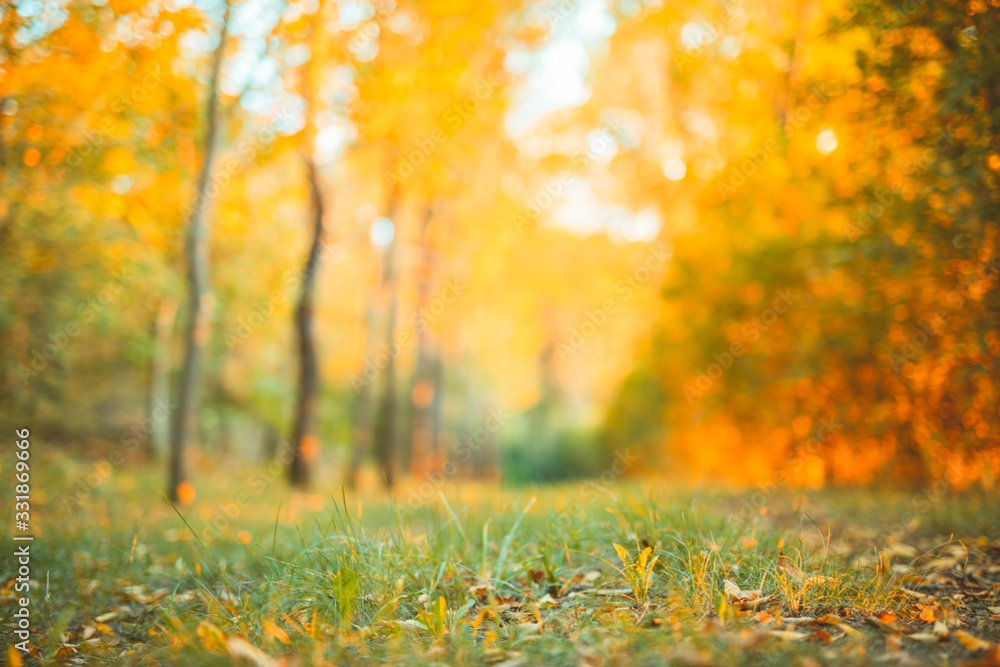 Peaceful autumn nature scenery, road or pathway blurred colorful autumn colors, trees and yellow orange red leaves on green grass. Sunny autumn landscape Peaceful autumn nature scenery, road or pathway blurred colorful autumn colors, trees and yellow orange red leaves on green grass. Sunny autumn landscape
