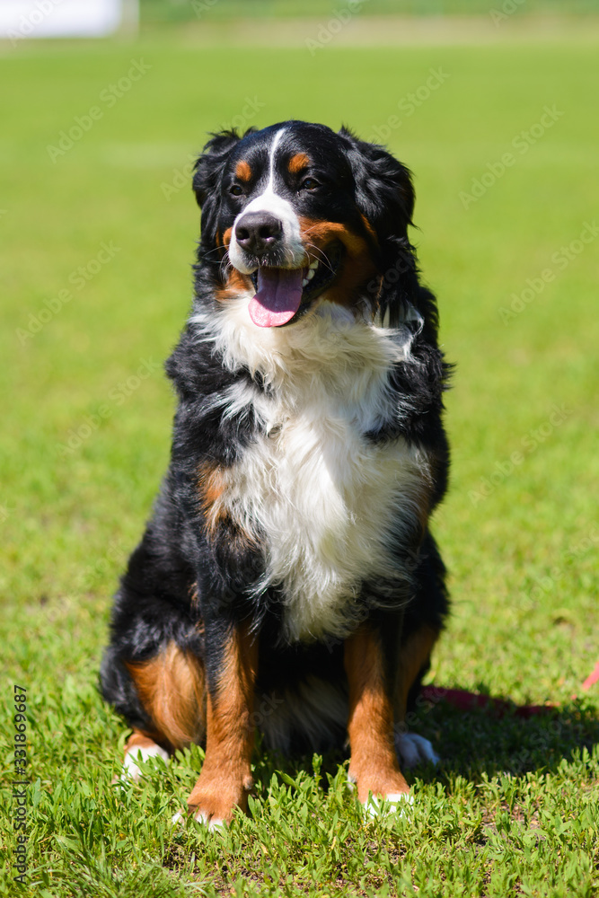 Portrait of large well-kept dog Berner Sennenhund sitting on side of lawn in green spring grass, in park