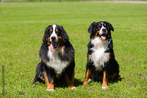 Two beautiful large Berner Sennenhund, male and female, are sitting on the green spring grass nearby.