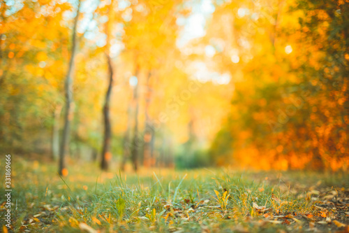 Peaceful autumn nature scenery, road or pathway blurred colorful autumn colors, trees and yellow orange red leaves on green grass. Sunny autumn landscape 