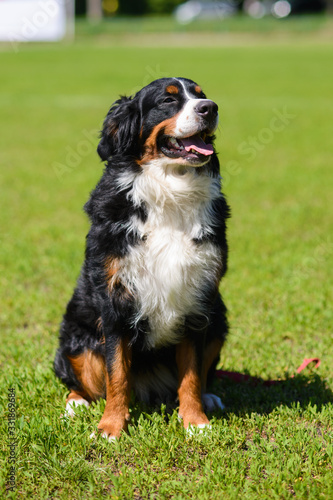 Portrait of large well-kept dog Berner Sennenhund sitting on side of lawn in green spring grass, in park
