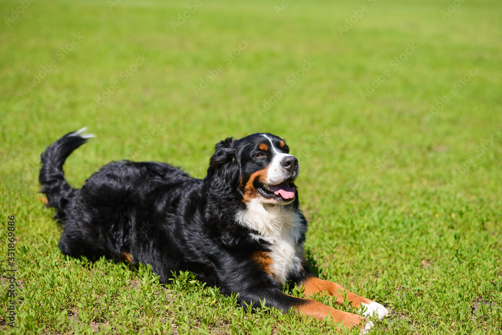 Portrait of large luxurious manicured dog Berner Sennenhund lying on background of green spring grass on  sunny day