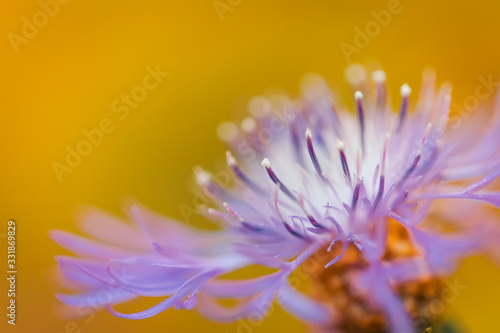 Macro shot soft purple flower on natural yellow background. Beautiful nature macro  amazing details. Sunny closeup blooming floral garden photo