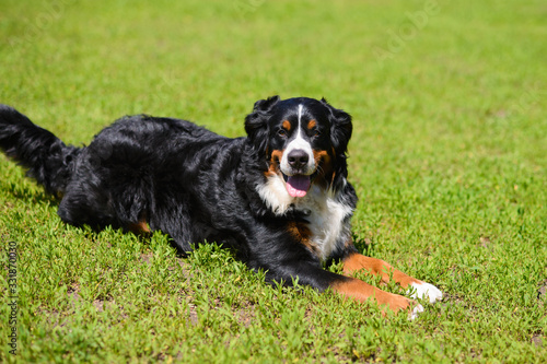 Portrait of large luxurious manicured dog Berner Sennenhund lying on background of green spring grass on sunny day