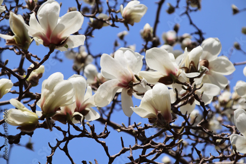 The blooming white magnolia flowers are especially beautiful against the blue sky 