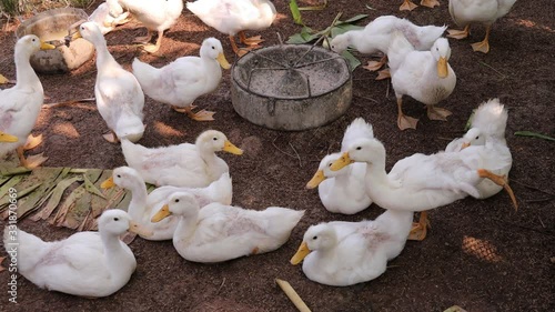 White Duck standing in the farm.