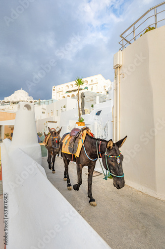 donkeys used to bring tourists up from the old port in Santorini, Cyclades islands Greece amazing travel destination