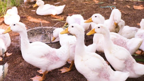 White Duck standing in the farm.