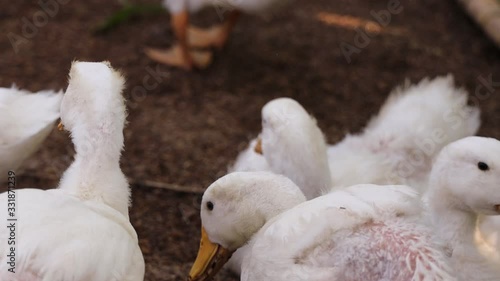 White Duck standing in the farm.