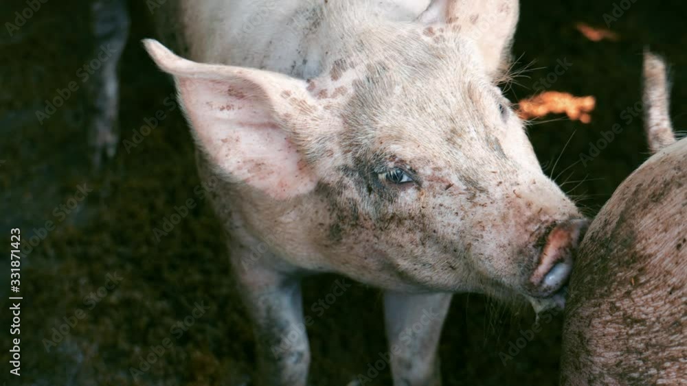 pig standing in farm. pigs on livestock farm. pig standing in farm. pigs on livestock farm.