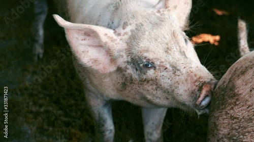 pig standing in farm. pigs on livestock farm.