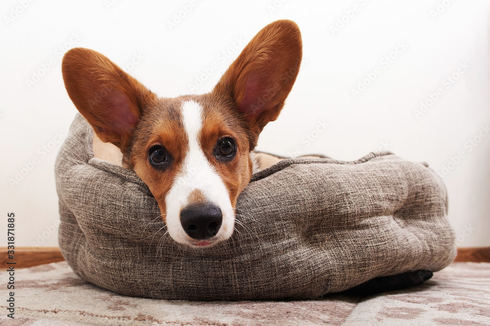 a Corgi puppy is lying in a bed at home a Corgi puppy is lying in a bed at home