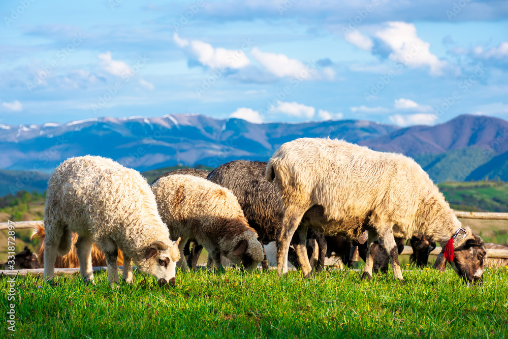 goat and sheep grazing on the alpine meadow. beautiful scenery with green grass on the hill, rural valley and distant ridge in evening light. wonderful sunny weather in springtime goat and sheep grazing on the alpine meadow. beautiful scenery with green grass on the hill, rural valley and distant ridge in evening light. wonderful sunny weather in springtime