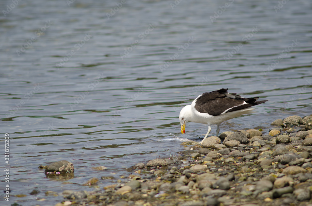Kelp gull Larus dominicanus eating a fish. Kelp gull Larus dominicanus eating a fish.
