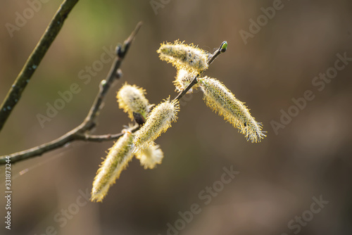 Blooming willow branch