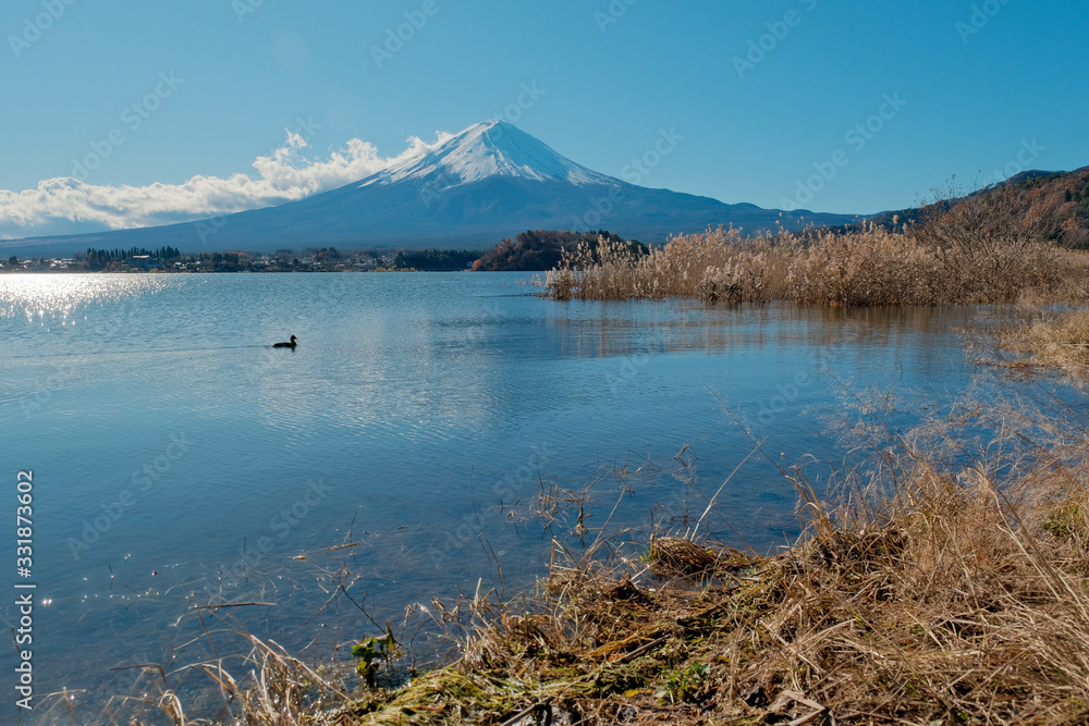 duck in the lake at the mountains, duck in the mountain Fuji in Japan