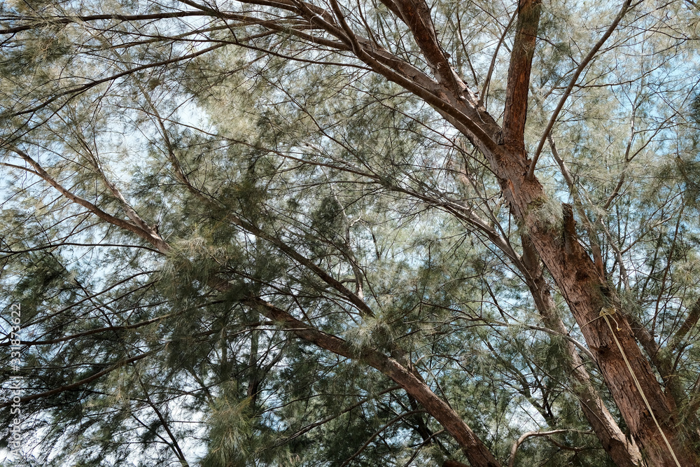 Obraz premium big pine tree and sky, big pine tree background