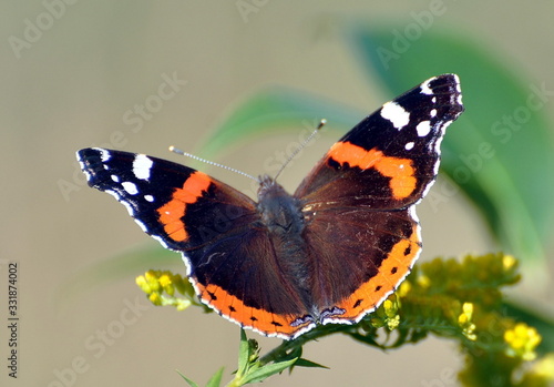 Foto Admiral Schmetterling