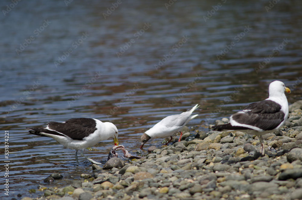 Fototapeta premium Brown-hooded gull and kelp gull eating a fish.