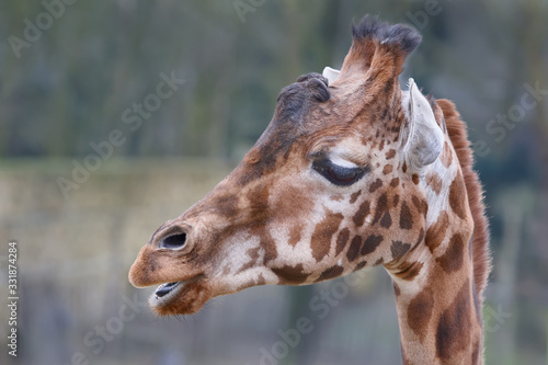 Close up of the head of a giraffe