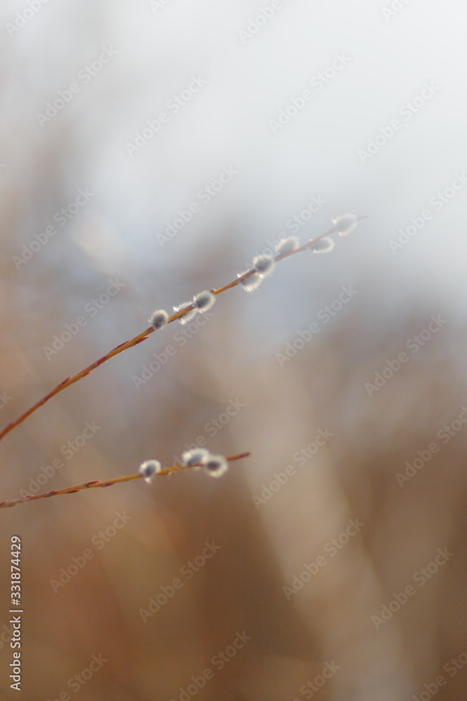 Obraz premium willow twigs at sunrise, spring photo, beautiful willow branches with fluffy yellow buds blossomed in spring warm day on the background of sunset