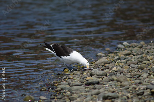 Kelp gull Larus dominicanus eating a fish. photo