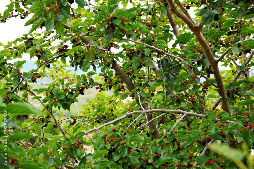 Tasty and delicate fruits of ripened and ripening mulberries on tree branches