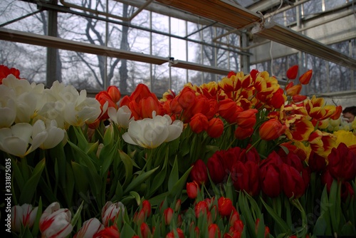 Tulips of different colors in the greenhouse