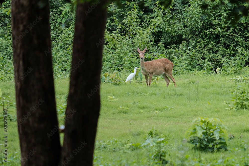 fallow deer and bird in the forest