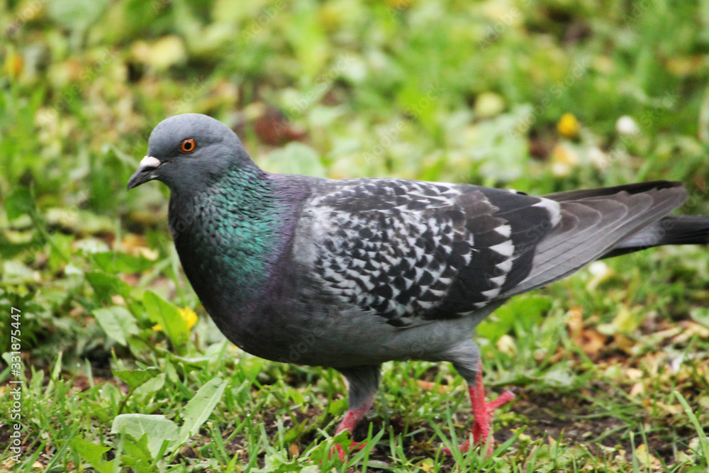 Morning dawn. A beautiful navy pigeon flaunts in the grass of a city park Morning dawn. A beautiful navy pigeon flaunts in the grass of a city park