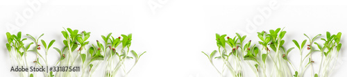 Foto Panorama micro  leaf vegetable of green alfalfa seeds sprouts.