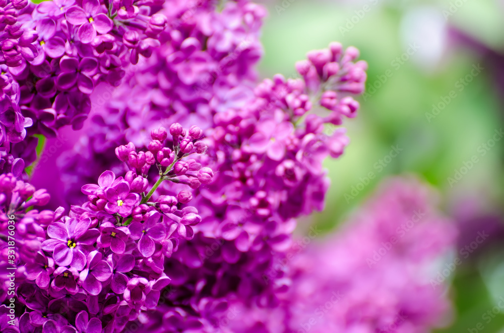 Spring lilac flowers Spring lilac flowers