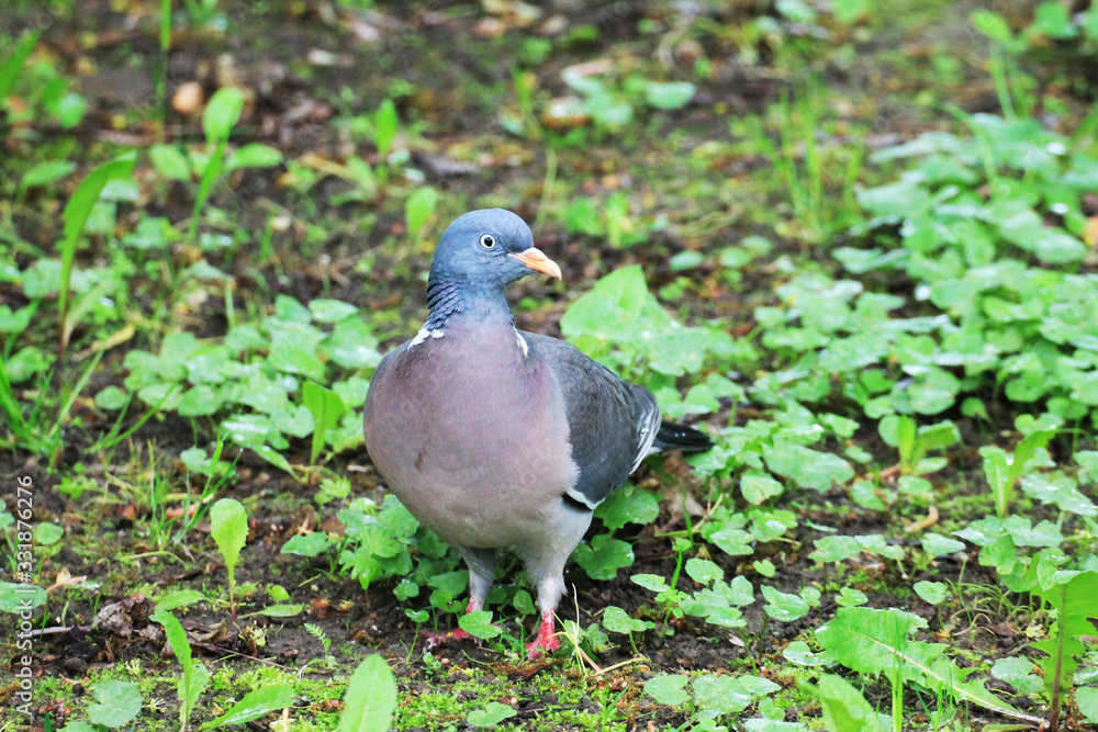 Beautiful turtle dove in the forest and waiting for the dawn. Beautiful turtle dove in the forest and waiting for the dawn.