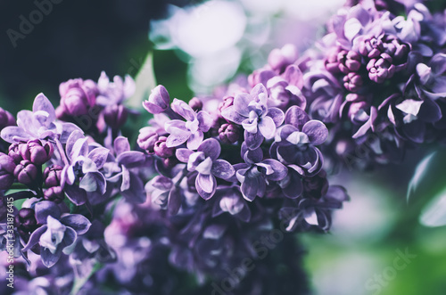 Fototapeta Spring lilac flowers