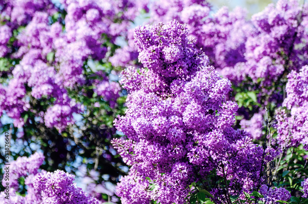 Obraz premium Spring lilac flowers