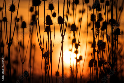 A beautiful sunset. Field covered with Dipsacus. Wild teasel or fuller's teasel (Dipsacus fullonum) in sunset. A beautiful texture. Wallpaper, cover. The sky looks like it is on fire photo