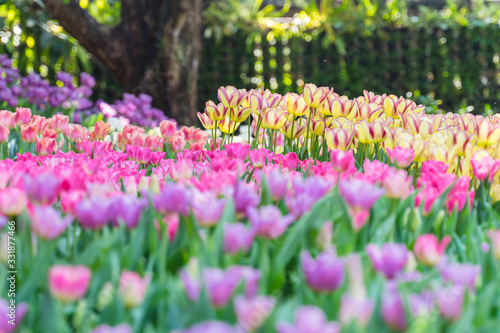 Tulip flower background, Colorful tulips meadow nature in spring, close up