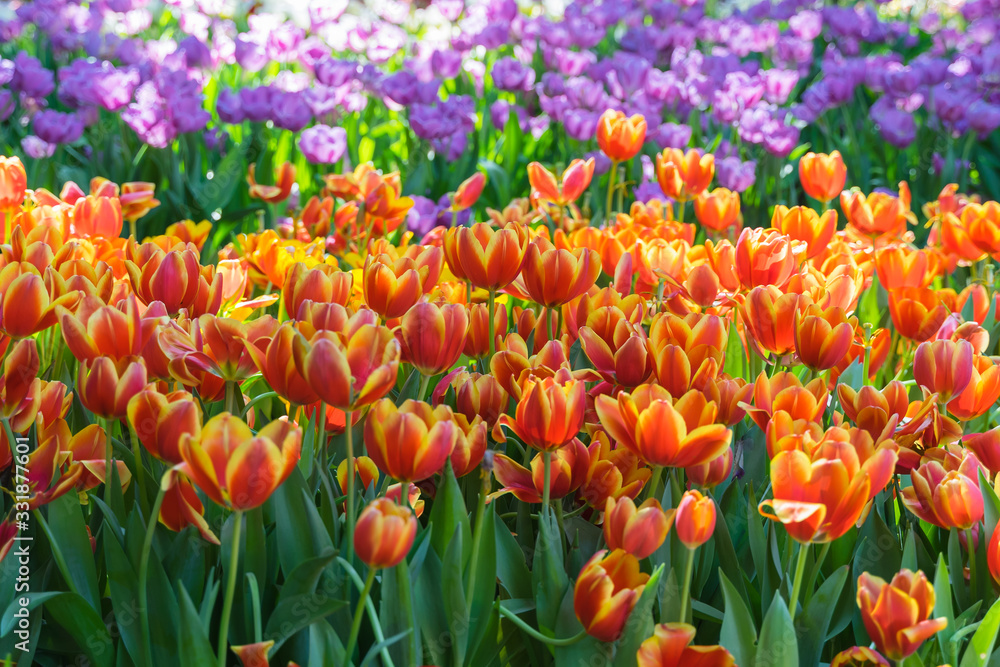 Obraz premium Tulip flower background, Colorful tulips meadow nature in spring, close up