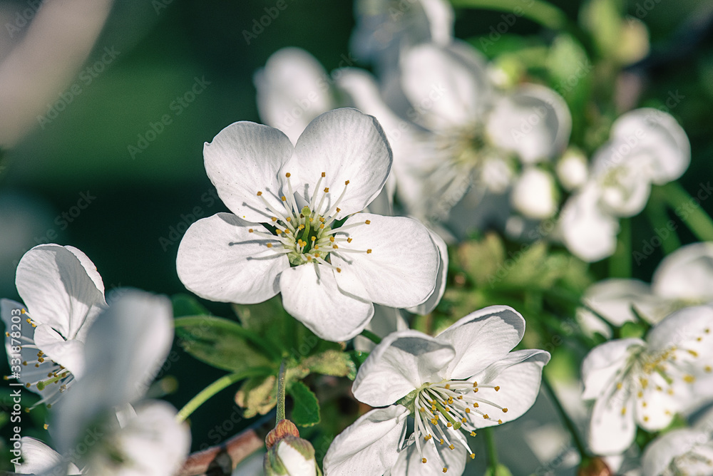Fototapeta premium Cherry flowers frame