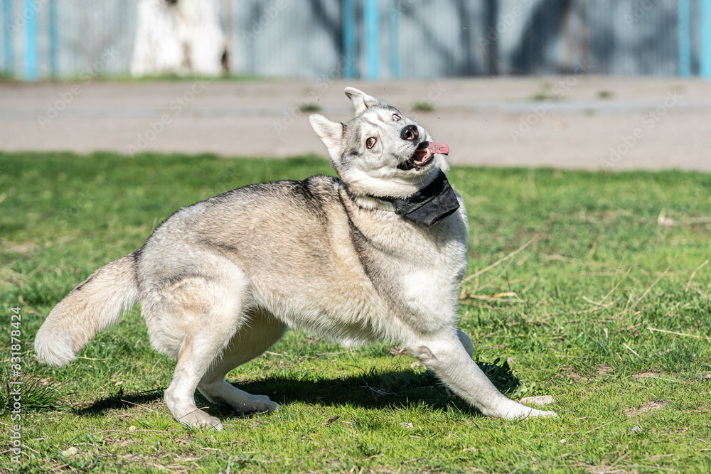 the dog is jumping for the ball. Husky is jumping. Siberian Husky the dog is jumping for the ball. Husky is jumping. Siberian Husky
