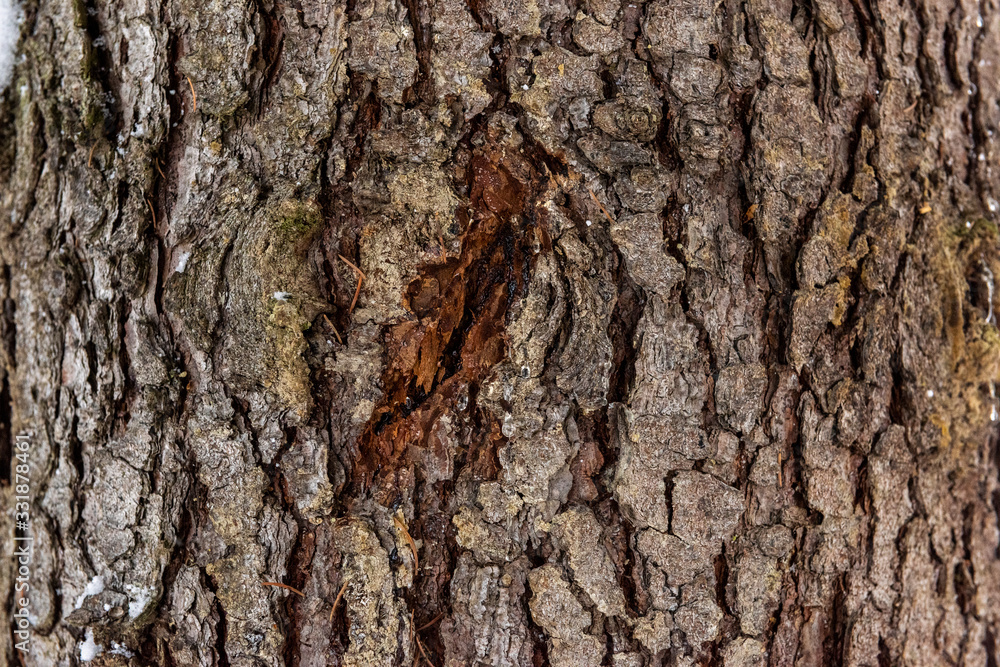 Closeup texture of tree bark with cracks pattern, abstract background Closeup texture of tree bark with cracks pattern, abstract background