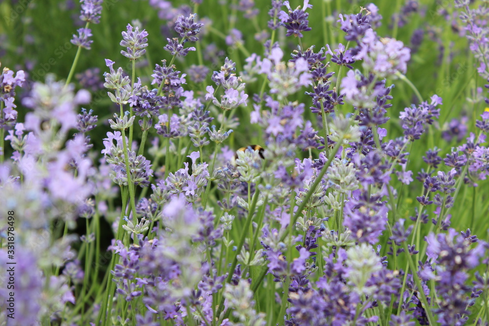 Fototapeta premium purple flowers in the garden