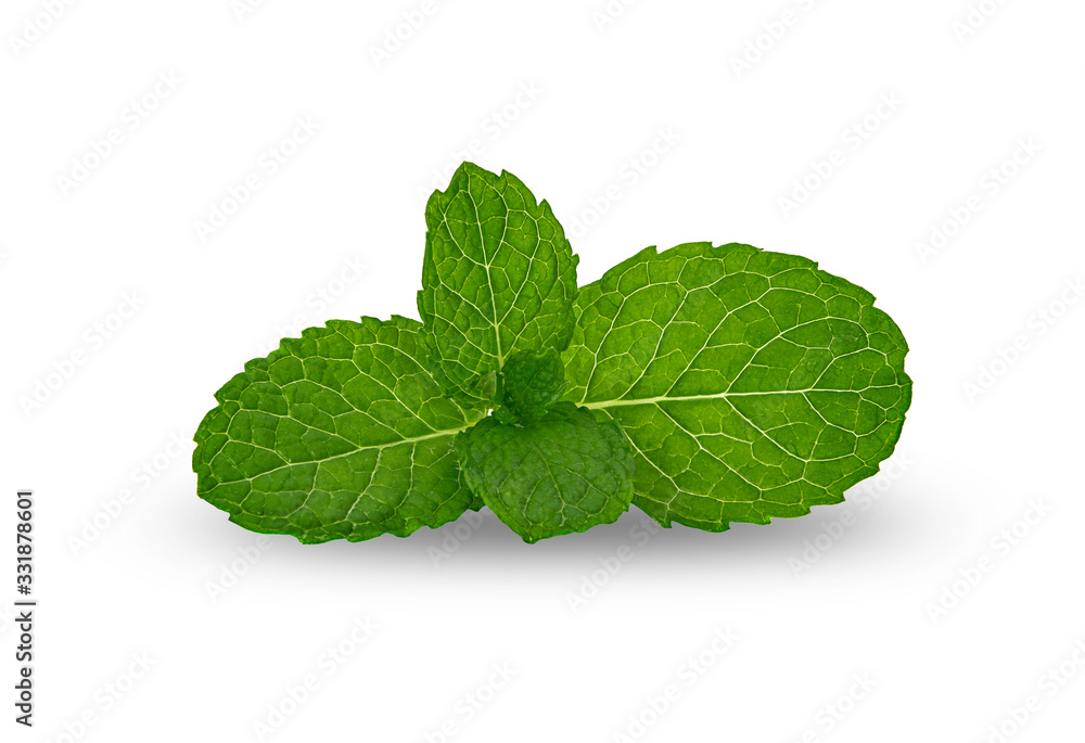 fresh mint leaves isolated on white background fresh mint leaves isolated on white background